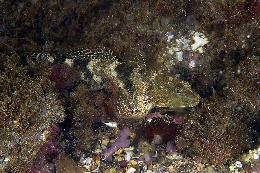 Gobius cobitis (Ghiozzo testone)